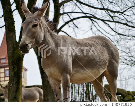 Expressive donkey with detailed features. Closeup of donkey emphasizing facial expressions and ears Expressive donkey with detailed features. Closeup of donkey emphasizing facial expressions and ears 140771930
