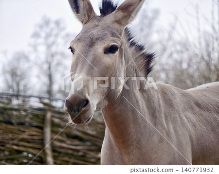 Closeup of textured donkey face. Intimate view showing donkey eyes and textured fur against sky Closeup of textured donkey face. Intimate view showing donkey eyes and textured fur against sky 140771932