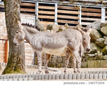 Donkey by pathway. Relaxed donkey standing near cobblestone road with wooden fencing in urban setting Donkey by pathway. Relaxed donkey standing near cobblestone road with wooden fencing in urban setting 140771934