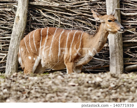 Tranquil scene featuring Nyala antelope beside wooden fence amidst dry leaf litter and textured bark Tranquil scene featuring Nyala antelope beside wooden fence amidst dry leaf litter and textured bark 140771939