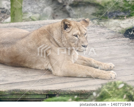 Lion watches cautiously. Feminine feline stands alert on wooden surface as environment appears quiet Lion watches cautiously. Feminine feline stands alert on wooden surface as environment appears quiet 140771949