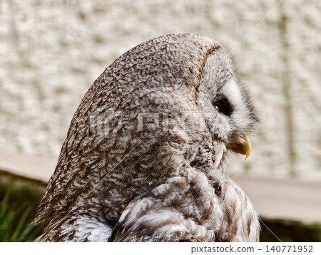 Serene closeup of peaceful owl on wall. Tranquil and serene owl depicted in closeup view hanging on wall Serene closeup of peaceful owl on wall. Tranquil and serene owl depicted in closeup view hanging on wall 140771952