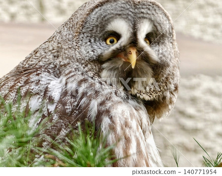 Owls piercing gaze. Gray owl eyes intensely stare. Owl fixes its gaze with piercing yellow eyes Owls piercing gaze. Gray owl eyes intensely stare. Owl fixes its gaze with piercing yellow eyes 140771954