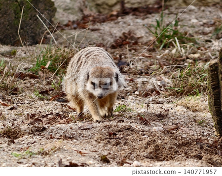 Cautious creature stands watchful as tiny mammal surveys bright outdoor environment carefully Cautious creature stands watchful as tiny mammal surveys bright outdoor environment carefully 140771957