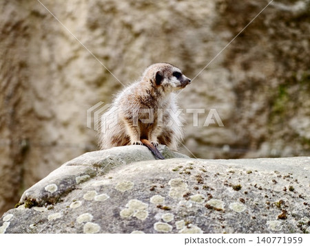 Watchful meerkat stands upright on mosscovered boulder meticulously scanning environment for threats 140771959