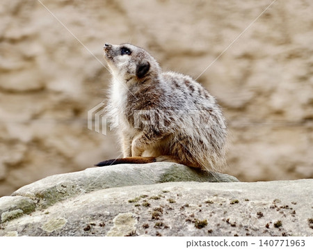 Meerkat vigilant atop rocks. Noble meerkat standing alert on rocky ledge scanning surroundings Meerkat vigilant atop rocks. Noble meerkat standing alert on rocky ledge scanning surroundings 140771963