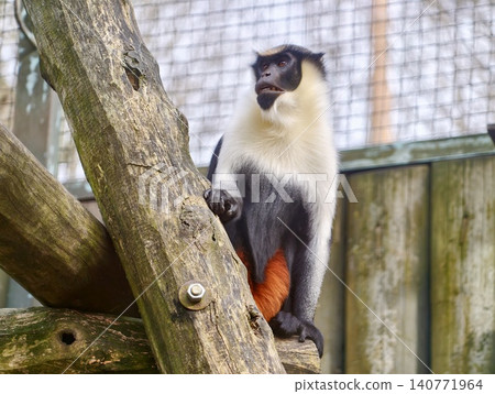 Monkey on branch. Animal with bright orange extremities sitting on log within protected zoo environment Monkey on branch. Animal with bright orange extremities sitting on log within protected zoo environment 140771964