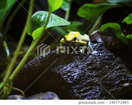 Vivid amphibian atop damp stone. Bright yellow frog sitting on wet stone beneath leafy illumination Vivid amphibian atop damp stone. Bright yellow frog sitting on wet stone beneath leafy illumination 140771965