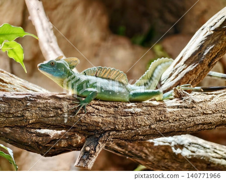 Lizard on branch. Vivid juvenile basilisk with crest and glossy leaves in sunlit rainforest setting 140771966