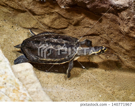 Sunlit turtle with textured shell and markings. Serene turtle resting on rocks near water in sunlight Sunlit turtle with textured shell and markings. Serene turtle resting on rocks near water in sunlight 140771967