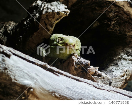 Camouflaged forest dweller. Small green amphibian cautiously observing surroundings in natural habitat Camouflaged forest dweller. Small green amphibian cautiously observing surroundings in natural habitat 140771968