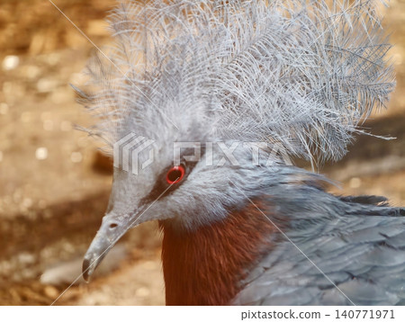 Detailed image of crested tropical pigeon. Vivid closeup of crested bird showing courtship behavior Detailed image of crested tropical pigeon. Vivid closeup of crested bird showing courtship behavior 140771971