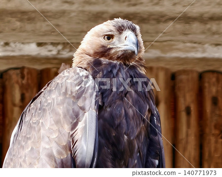 Closeup image of majestic hawk showing layered feathers and piercing gaze symbolizing strength Closeup image of majestic hawk showing layered feathers and piercing gaze symbolizing strength 140771973