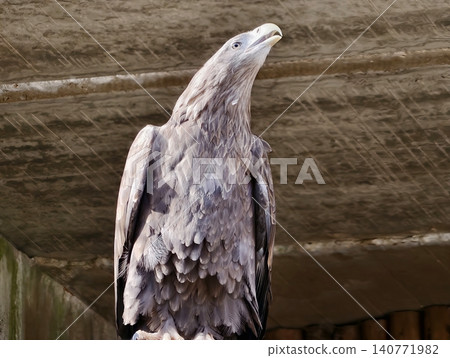 Bird watches upward attentively. Vigilant brown eagle gazes upward beneath sheltered layered feathers Bird watches upward attentively. Vigilant brown eagle gazes upward beneath sheltered layered feathers 140771982