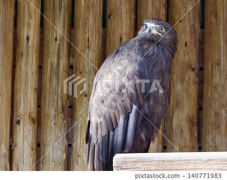 Serene hawk on rustic background. Calm and focused hawk rests silently among weathered barn planks Serene hawk on rustic background. Calm and focused hawk rests silently among weathered barn planks 140771983