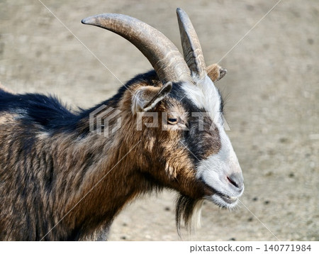 Closeup of outdoor goat. Rural farm environment featuring curious goat amid dry fields and textured fur 140771984