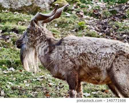 Wild goat on mountain slope. Rugged mountain goat with spiraled horns among lush alpine environment Wild goat on mountain slope. Rugged mountain goat with spiraled horns among lush alpine environment 140771986