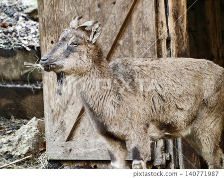 Young goat curious. Juvenile goat with textured fur and attentive expression inside sunny farm shed Young goat curious. Juvenile goat with textured fur and attentive expression inside sunny farm shed 140771987