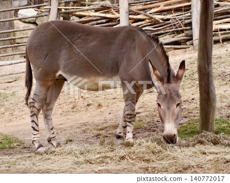 Authentic countryside setting displaying donkey peacefully feeding amidst traditional farmland features Authentic countryside setting displaying donkey peacefully feeding amidst traditional farmland features 140772017