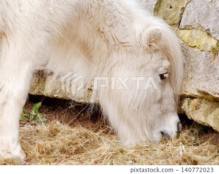 Calm pony by stone wall. Tranquil white pony with grazing habits beside aged stone fence in sunlight Calm pony by stone wall. Tranquil white pony with grazing habits beside aged stone fence in sunlight 140772023