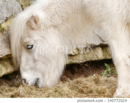 Closeup of peaceful small white pony grazing. Gentle pastel scene with relaxed pony and textured fur 140772024