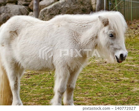 White mare rests beneath autumnal sky. Serene horse with windblown mane and cozy coat in open field White mare rests beneath autumnal sky. Serene horse with windblown mane and cozy coat in open field 140772027
