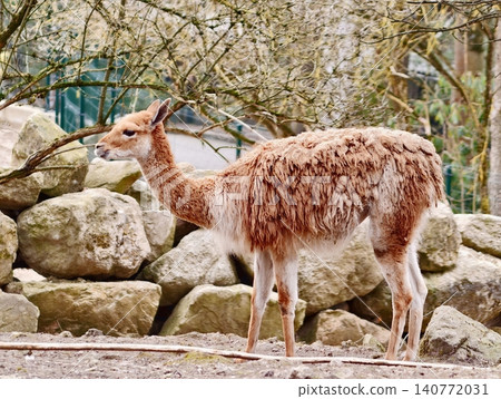 Peaceful guanaco observing surroundings beside rocky terrain with soft light filtering through 140772031