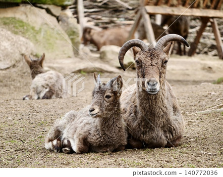 Serene scene of alpine ibex family. Calm mountain wildlife scene with rocky meadow and juvenile goats Serene scene of alpine ibex family. Calm mountain wildlife scene with rocky meadow and juvenile goats 140772036