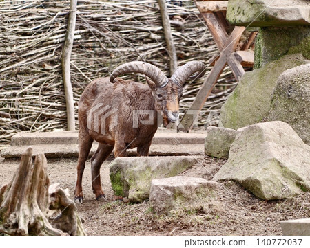 Wild mouflon on rugged rocks. Lone mouflon ram observed on rocky terrain with cautious posture Wild mouflon on rugged rocks. Lone mouflon ram observed on rocky terrain with cautious posture 140772037