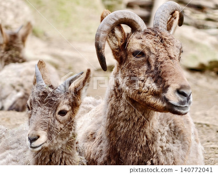 Adult and juvenile sheep. Serene scene of adult mouflon with juvenile showing protective body language 140772041