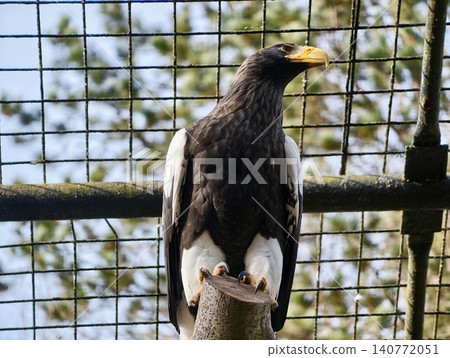Eagle in enclosure with features. Captive eagle showcasing conservation efforts and natural environment Eagle in enclosure with features. Captive eagle showcasing conservation efforts and natural environment 140772051