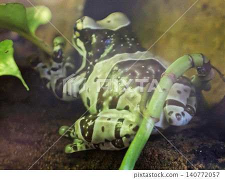 Colorful amphibian on leaf. Detailed macro shot capturing vivid patterns and textures of dart frog 140772057