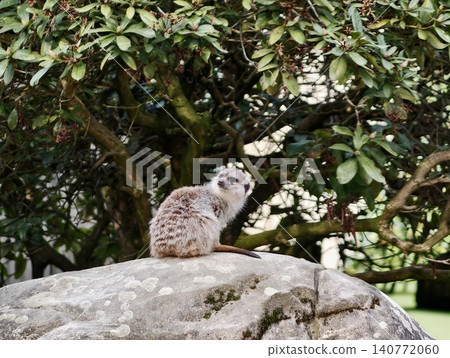 Meerkat surveys sunlit territory. Watchful meerkat atop glowing granite monitoring environment carefully 140772060