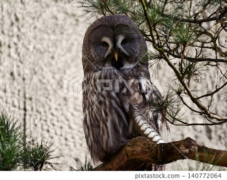 Serene owl rests silently on pine branch. Tranquil grey owl perches peacefully amid forest foliage Serene owl rests silently on pine branch. Tranquil grey owl perches peacefully amid forest foliage 140772064