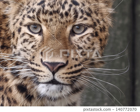 Intense feline look emphasizes raw presence through symmetrical face and dramatic lighting effects Intense feline look emphasizes raw presence through symmetrical face and dramatic lighting effects 140772070