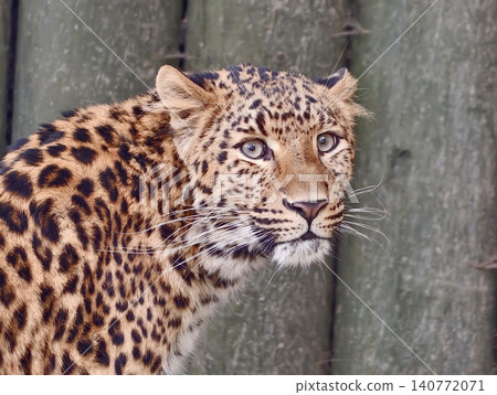 Leopard remains vigilant and attentive. Cautious leopard with detailed coat stays attentive to surroundings Leopard remains vigilant and attentive. Cautious leopard with detailed coat stays attentive to surroundings 140772071