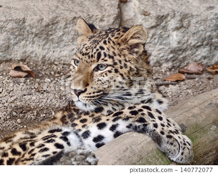 Leopard resting quietly. Serene wild leopard lying on rock with attentive eyes and beautiful coat patterns Leopard resting quietly. Serene wild leopard lying on rock with attentive eyes and beautiful coat patterns 140772077