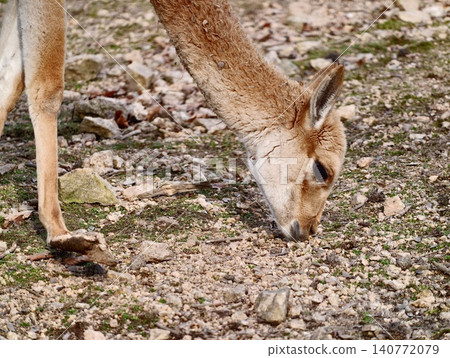 Calm herbivore feeding quietly. Serene deer focused on foraging in tranquil rural environment Calm herbivore feeding quietly. Serene deer focused on foraging in tranquil rural environment 140772079
