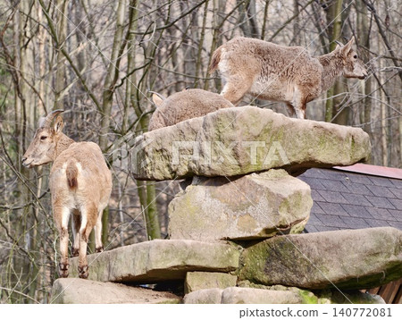 Curious lamb on rocky mound. Youthful lamb balances carefully on stacked stones within forested area 140772081