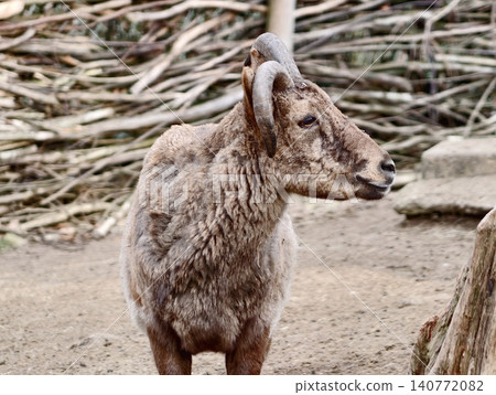Stoic goat gazing into distance. Textured coat and rugged facial features captured in natural light 140772082