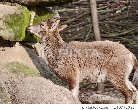 Young goat exploring. An energetic young goat studies rugged hillside with keen curiosity and alertness Young goat exploring. An energetic young goat studies rugged hillside with keen curiosity and alertness 140772085
