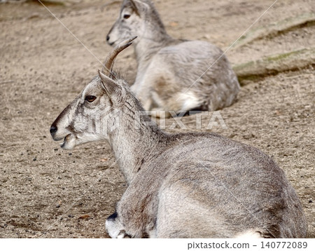 Two sheep in tranquil repose together. Pair of sheep lying peacefully on sandy terrain together Two sheep in tranquil repose together. Pair of sheep lying peacefully on sandy terrain together 140772089