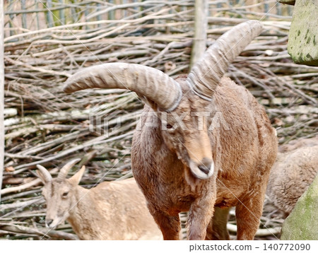 Commanding horned ram with intense eyes and dramatic features against gentle background contrast Commanding horned ram with intense eyes and dramatic features against gentle background contrast 140772090