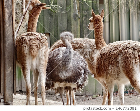 Mixed species scene. Different species congregate peacefully within protected enclosure in zoo setting 140772091