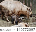 Wildlife scene of takin family. Observing peaceful interaction of takin mother and calf in habitat 140772097