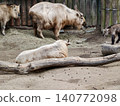 Animals congregated calmly in quiet enclosure. Group of takins relaxing under soft daylight atmosphere 140772098