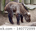 Majestic wild bovid standing firmly on uneven ground with dense coat and wooden fence in background 140772099