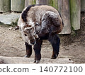 Patchy haired goat with bent horns situated against aged wooden backdrop in natural setting 140772100
