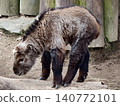 Grounded bovine with lowered head and thick fur in rocky area symbolizes endurance and ecological preservation 140772101