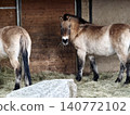 Wild Przewalski horses peacefully standing near wooden doors in conservation sanctuary setting 140772102